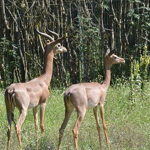 Southern gerenuk - August 2023