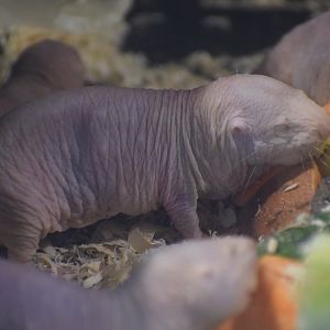 Naked mole-rat - August 2023