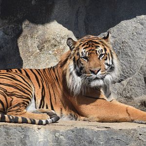 Sumatran tiger - August 2023
