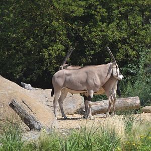 East African oryx - August 2023