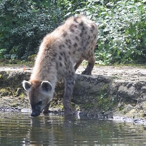 Spotted hyena - August 2023