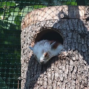 Red and white giant flying squirrel - August 2023