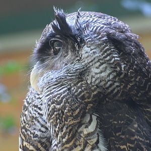 Barred eagle-owl - August 2023