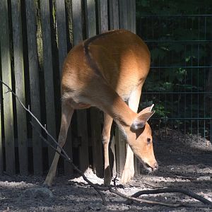 Barasingha deer - August 2023