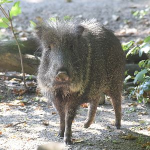 Chacoan peccary - August 2023