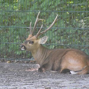 Indian hog deer - August 2023