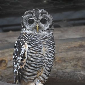 Chaco owl - August 2023