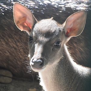 Timor deer calf - August 2023