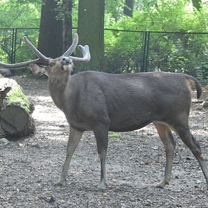 Indian sambar deer - August 2023