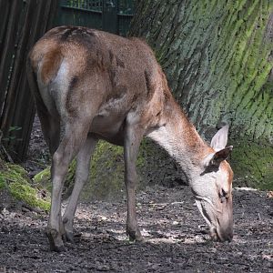 Barbary deer - August 2023