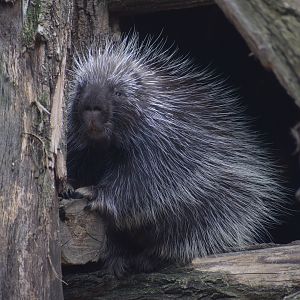 North American porcupine - August 2023