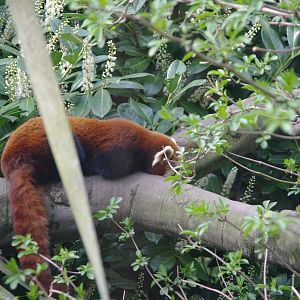 Red Panda- Realm of The Red Ape- 4/4/2023