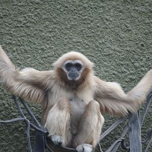 Lar Gibbon- Realm of The Red Ape- 4/4/2023