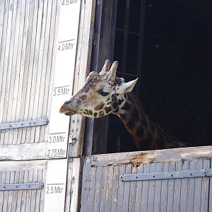 Rothschild’s Giraffe- 4/4/2023