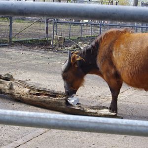 Congo Buffalo- 4/4/2023