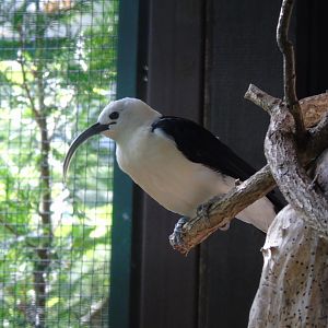 Sickle-billed vanga - May 2017