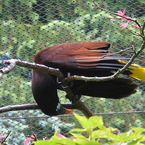 Montezuma oropendola - May 2017