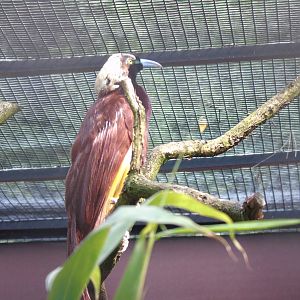 Greater bird-of-paradise - May 2017