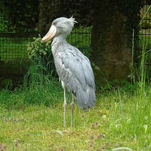 Shoebill - May 2017