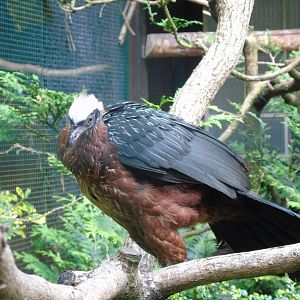 White-crested guan - May 2017