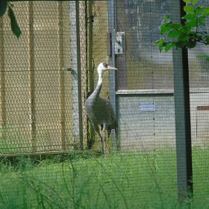 Hooded crane - May 2017