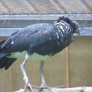 Horned screamer - May 2017