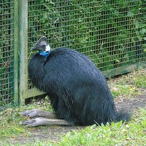 Dwarf cassowary - May 2017