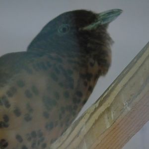 Cuckoo roller - May 2017