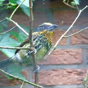 Gilded barbet - May 2017