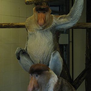 Proboscis monkeys - July 2012