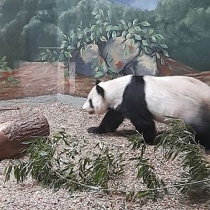 Giant panda