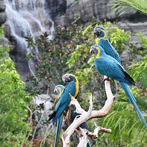 Blue-throated Macaws (Ara glaucogularis)