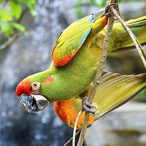 Red-fronted Macaw (Ara rubrogenys)