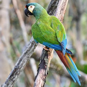 Blue-winged Macaw (Primolius maracana)