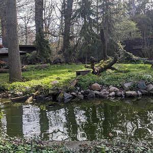 Tufted Deer and Tufted Duck Enclosure