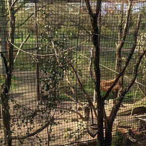 Pallas' Squirrel, Swinhoe's Striped Squirrel and Temnick's Tragopan Enclosure