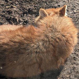 Chinese Dhole