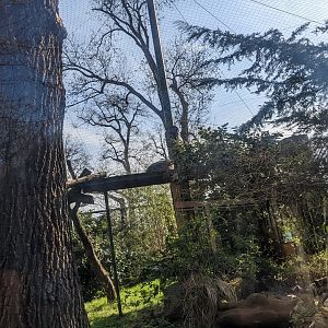 Snow Leopard Enclosure