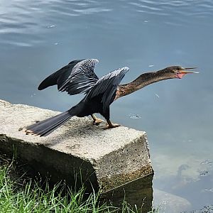 Anhinga