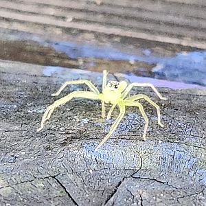 Green Jumping Spider?