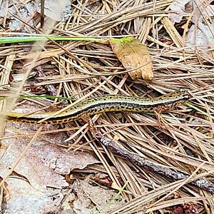 Blue Ridge Two-lined Salamander