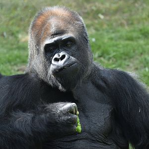 Western lowland gorilla - Espace zoologique de Saint Martin la Plaine 2023