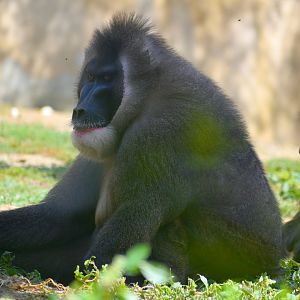 Drill - Espace zoologique de Saint Martin la Plaine 2023