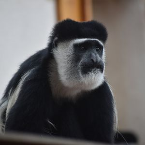 Eastern black-and-white colobus - Espace zoologique de Saint Martin la Plaine 2023