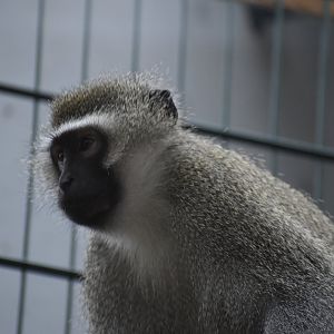 Vervet monkey - Espace zoologique de Saint Martin la Plaine 2023