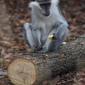Grivet - Espace zoologique de Saint Martin la Plaine 2023