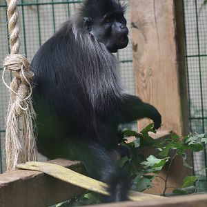 Grey-cheeked mangabey - Espace zoologique de Saint Martin la Plaine 2023
