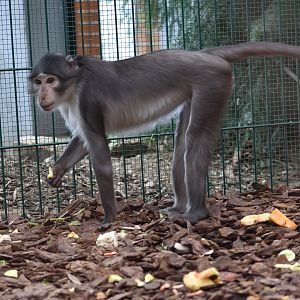 Collared mangabey - Espace zoologique de Saint Martin la Plaine 2023