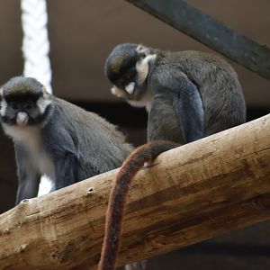 Black-cheeked white-nosed monkey - Espace zoologique de Saint Martin la Plaine 2023