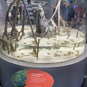 Upside-down Jellyfish Tank